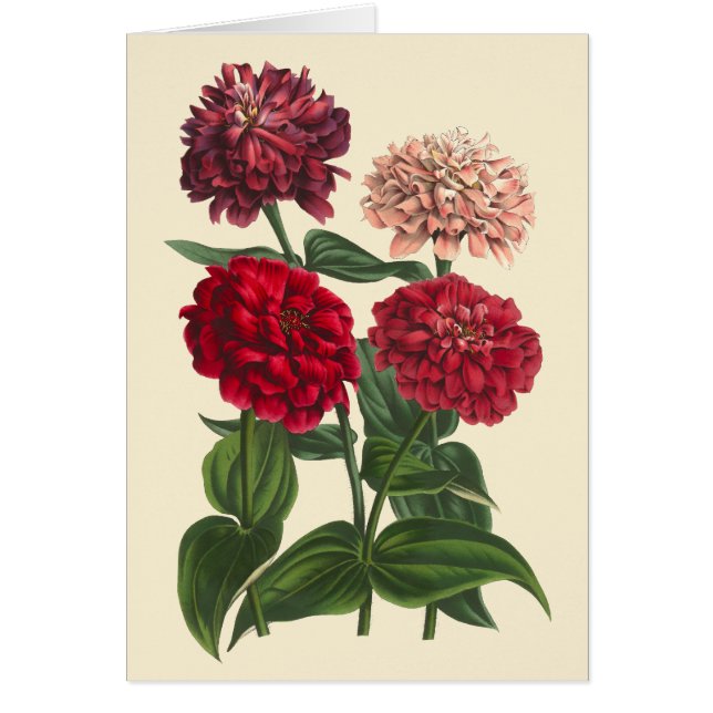 Zinnias de época por Louis Benoit van Houtte (Frente)