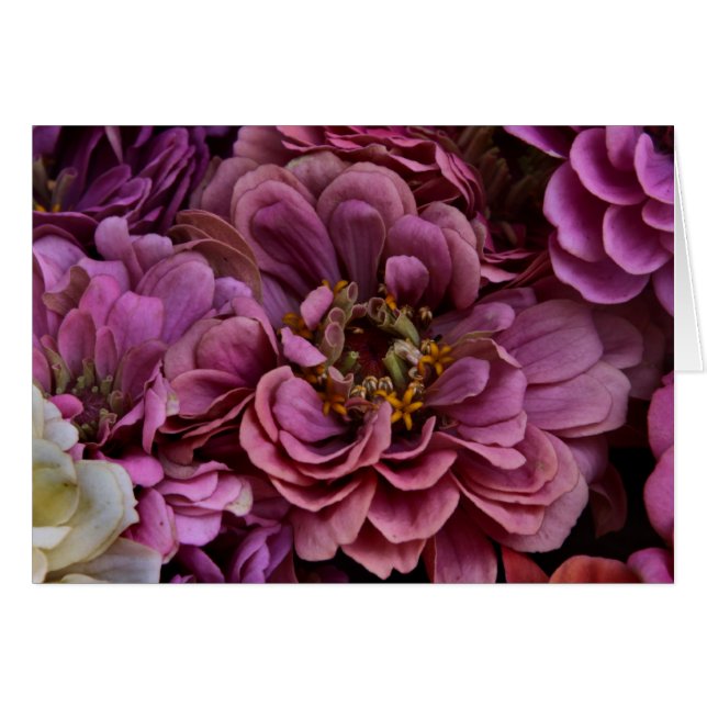 Zinnias Hartas (Anverso (Horizontal))