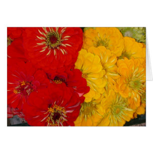 Zinnias rojos y amarillos