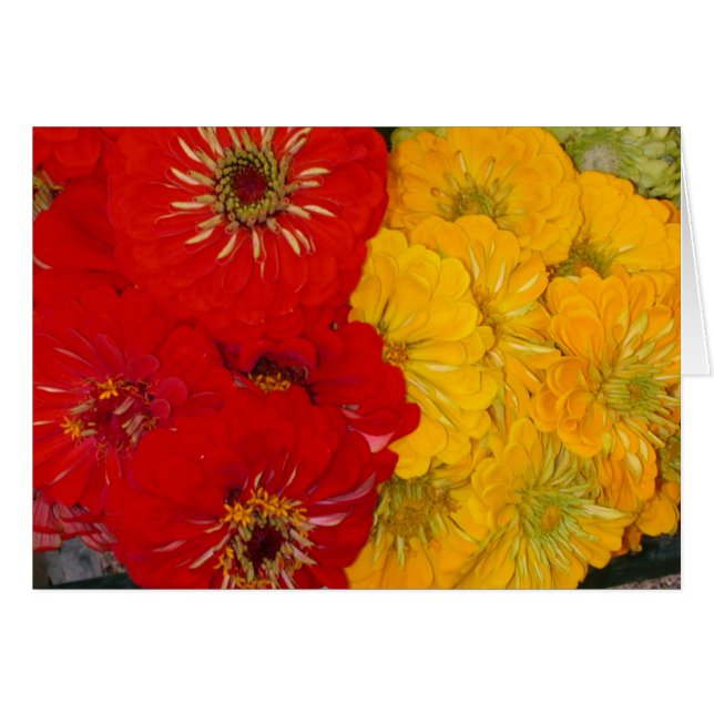 Zinnias rojos y amarillos (Anverso (Horizontal))