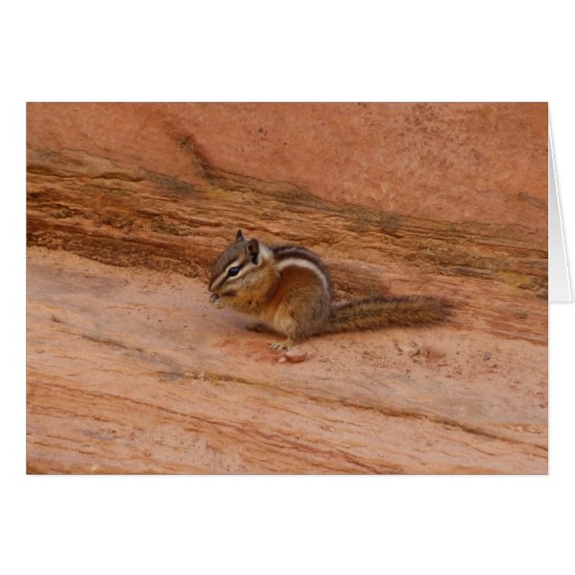 Zion Chipmunk sobre las rocas rojas (Anverso (Horizontal))