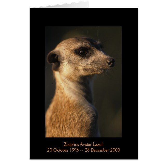 Ziziphus - tarjeta de las leyendas (Frente)