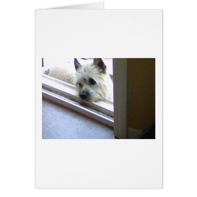 Zoe Cairn Terrier (Frente)