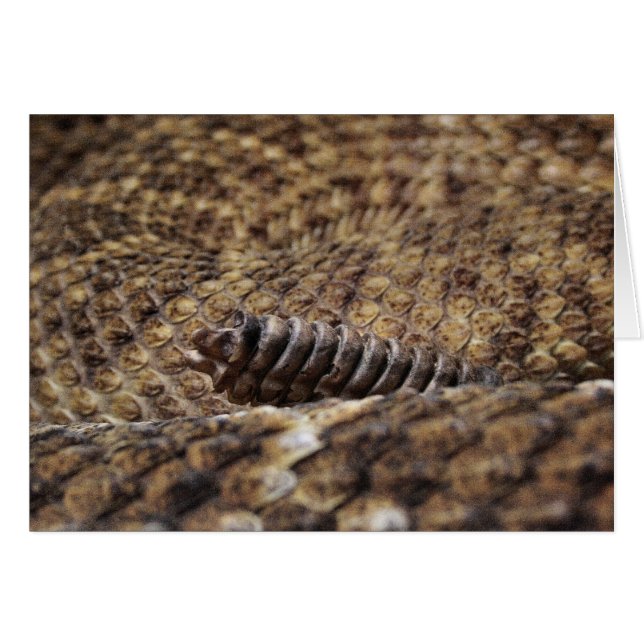 Zoológico de Houston (Anverso (Horizontal))