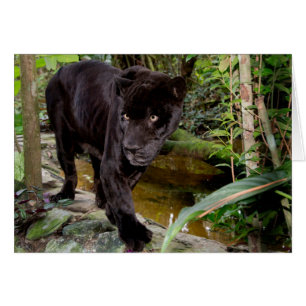Zoológico de la ciudad de Belice. Pantera negra