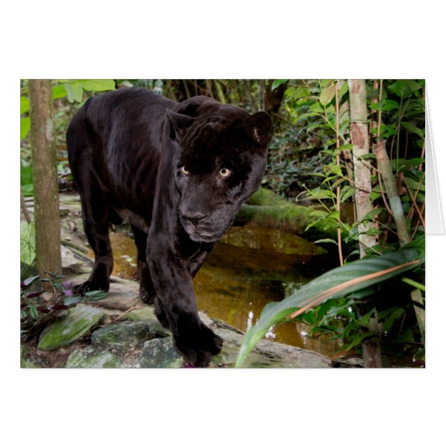 Zoológico de la ciudad de Belice. Pantera negra (Anverso (Horizontal))