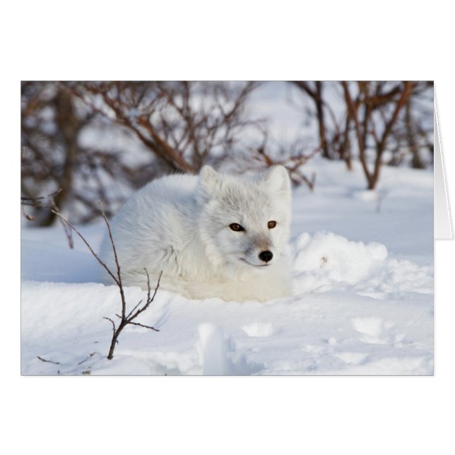 Zorro ártico en invierno (Anverso (Horizontal))