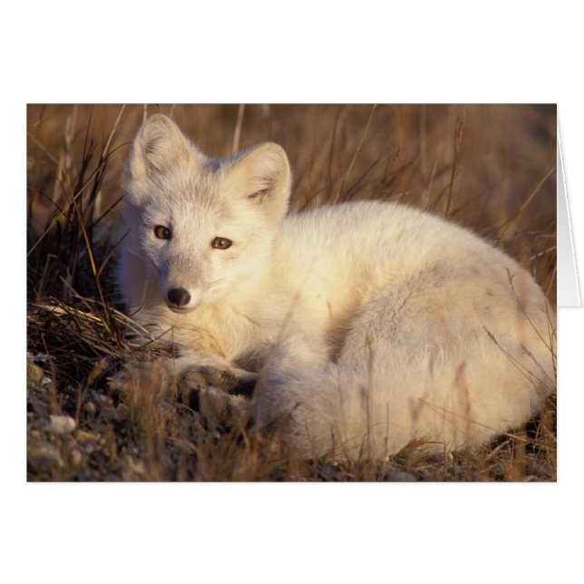 zorro ártico, laguna alopex (Anverso (Horizontal))