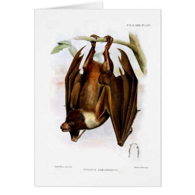 Zorro de vuelo (Frente)