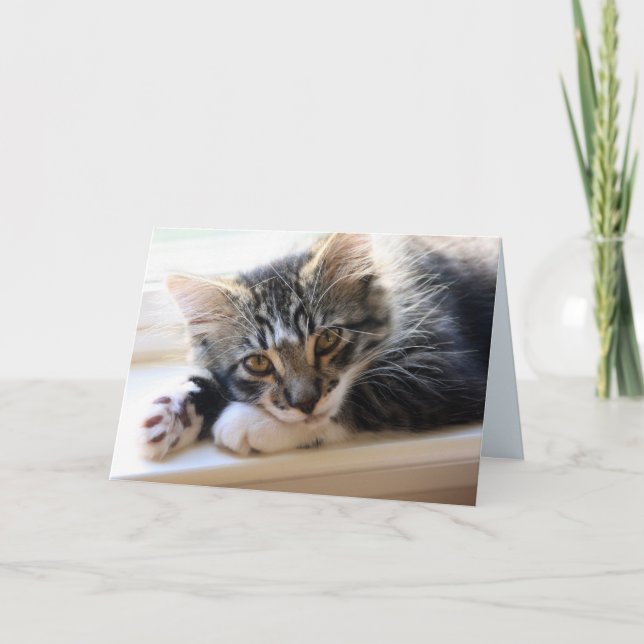 Zorro Por La Tarjeta De Aniversario De La Ventana (Anverso)