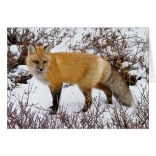Zorro Rojo en nieve en invierno