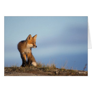 zorro rojo, Vulpes vulpes