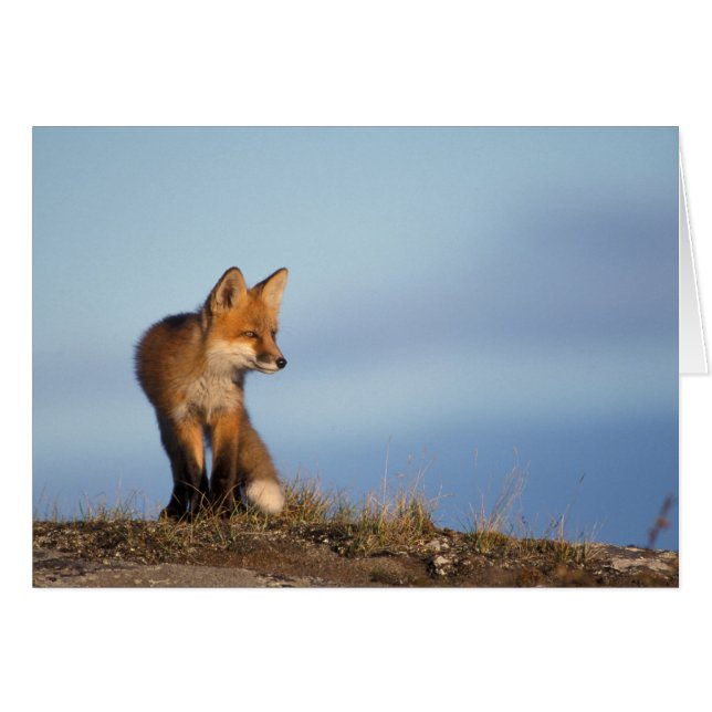 zorro rojo, Vulpes vulpes (Anverso (Horizontal))