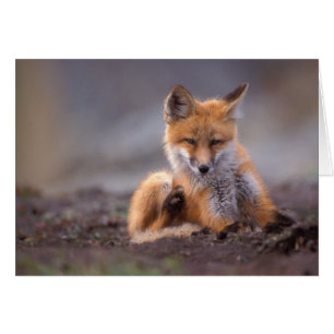 zorro rojo, Vulpes vulpes, cachorro rascándose,