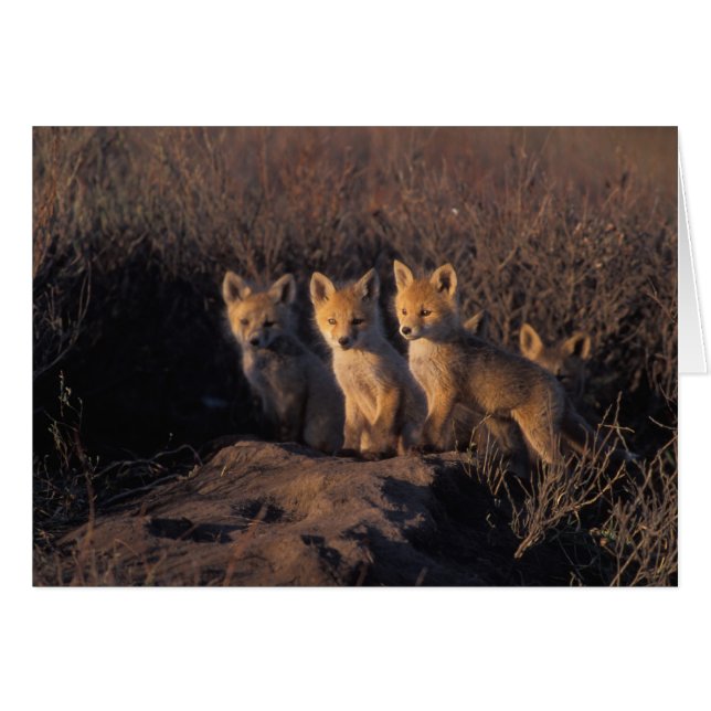 zorro rojo, Vulpes vulpes, crías (Anverso (Horizontal))