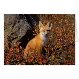 zorro rojo, Vulpes vulpes, en colores de otoño a l