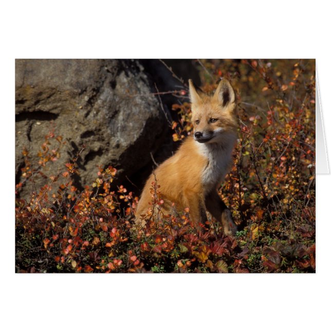 zorro rojo, vulpes vulpes vulpes (Anverso (Horizontal))