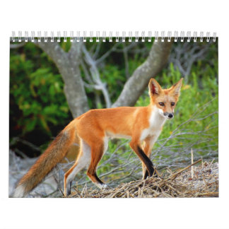 Zorros del calendario de la foto de la playa del