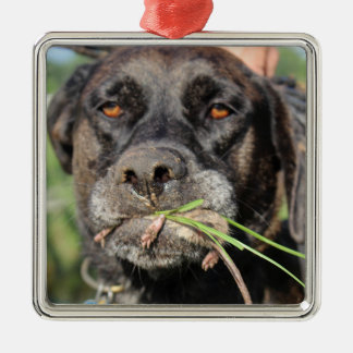 Zurdo y el ornamento del campañol