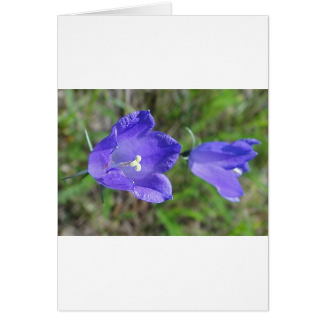 Zwei blaue Glockenblumen (Frente)