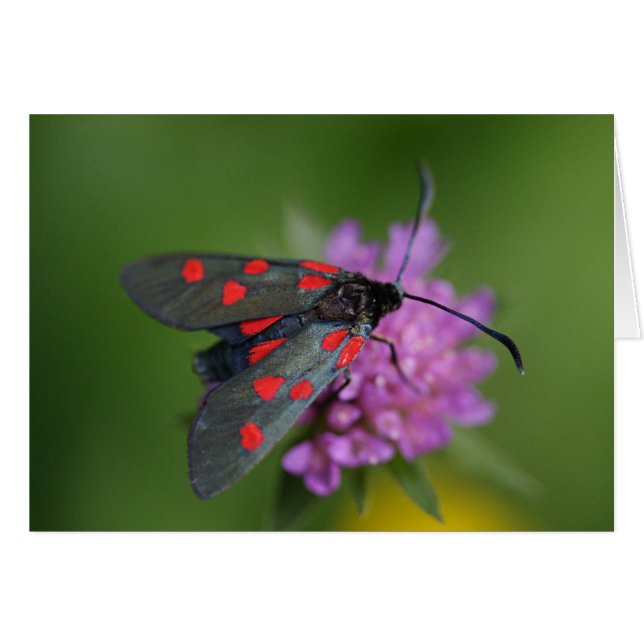 Zygaena ephialtes (Anverso (Horizontal))
