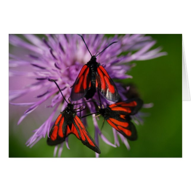 Zygaena purpuralis (Anverso (Horizontal))